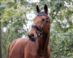 jumper Lolita (Polish Warmblood, 2008, from Idol)