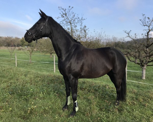 dressage horse Weltstar 47 (Oldenburg, 2010, from Weltmeyer)