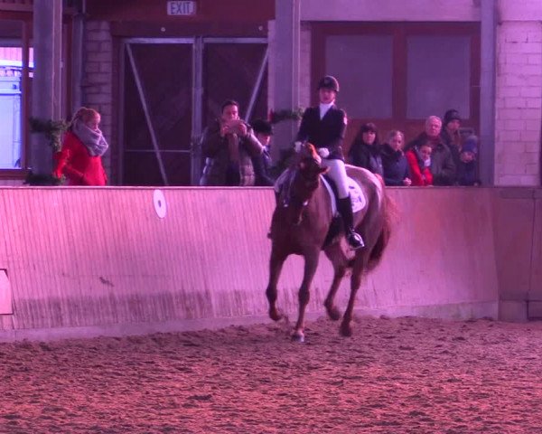 Reitturnier Appelhülsen 2015