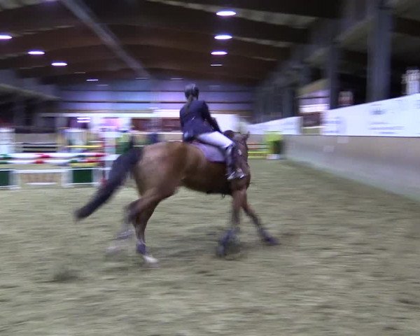 Reitturnier Appelhülsen 2015