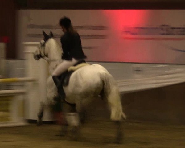 Reitturnier Essen-Stadtwald 2015