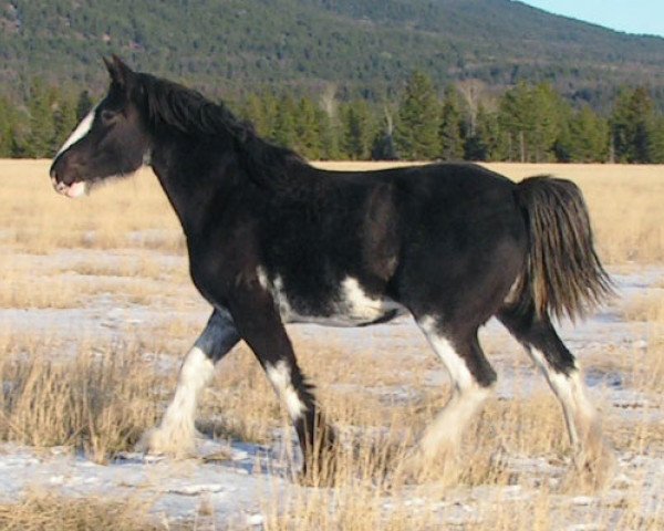 horse Cloud's Sweet Sophie (Clydesdale, 2005, from Armageddon's Lord Caleb)