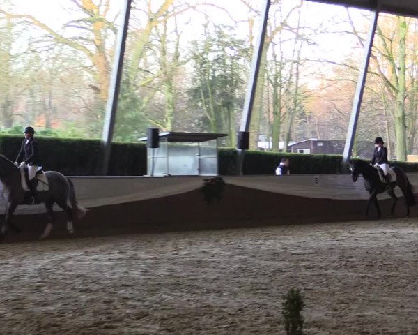 Reitturnier Essen-Stadtwald 2015