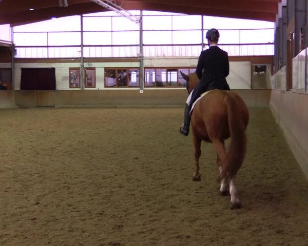 Reitturnier Appelhülsen 2015