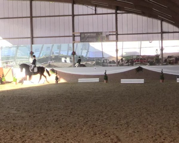 Reitturnier Essen-Stadtwald 2015