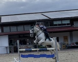 Springpferd Charly 1694 (Westfale, 2011, von Coperphild 242 FIN)