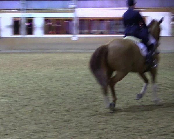 Reitturnier Appelhülsen 2015