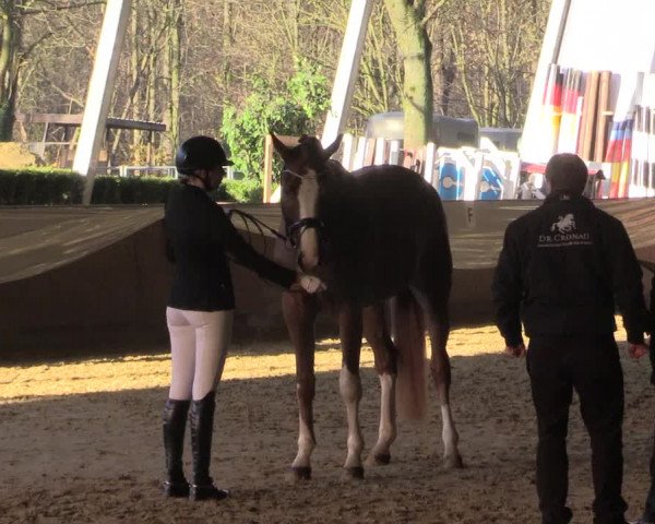 Reitturnier Essen-Stadtwald 2015