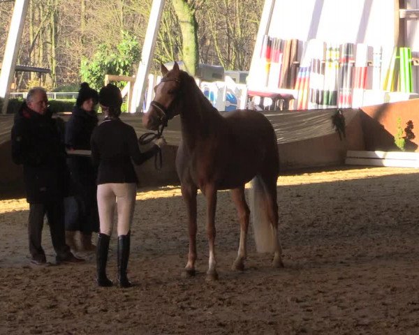 Reitturnier Essen-Stadtwald 2015