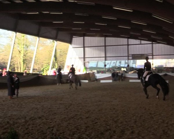 Reitturnier Essen-Stadtwald 2015