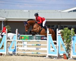 jumper Cassatto (Hanoverian, 2009, from Cassini II)