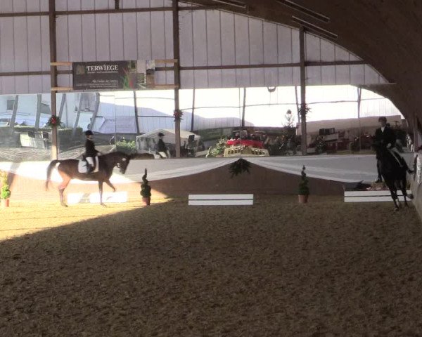 Reitturnier Essen-Stadtwald 2015