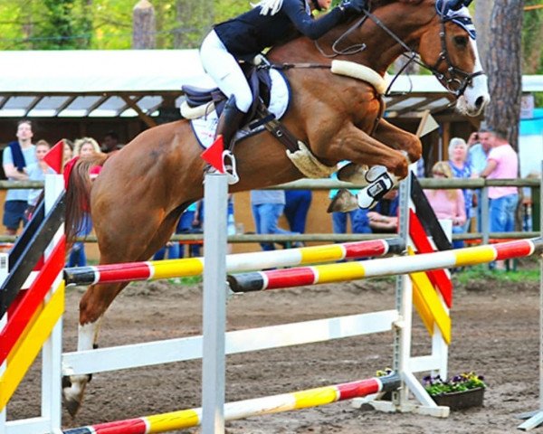 jumper Canyon 34 (KWPN (Royal Dutch Sporthorse), 2011, from Carambole) jumper Canyon 34 (KWPN (Royal Dutch Sporthorse), 2011, from Carambole)