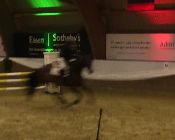 Reitturnier Essen-Stadtwald 2015
