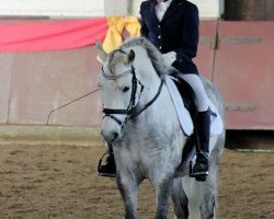 Dressurpferd Matador von der Geest (Andalusier, 2006)