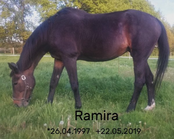 horse Ramira (Hanoverian, 1997, from Regazzoni)