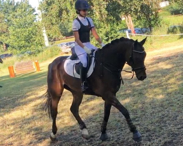 jumper Calimero 739 (Hanoverian, 2014, from Cador 5)