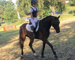 jumper Calimero 739 (Hanoverian, 2014, from Cador 5)