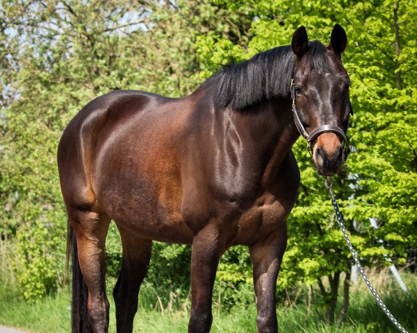 dressage horse Herzbube (Trakehner, 2012, from Herbstkönig 2)