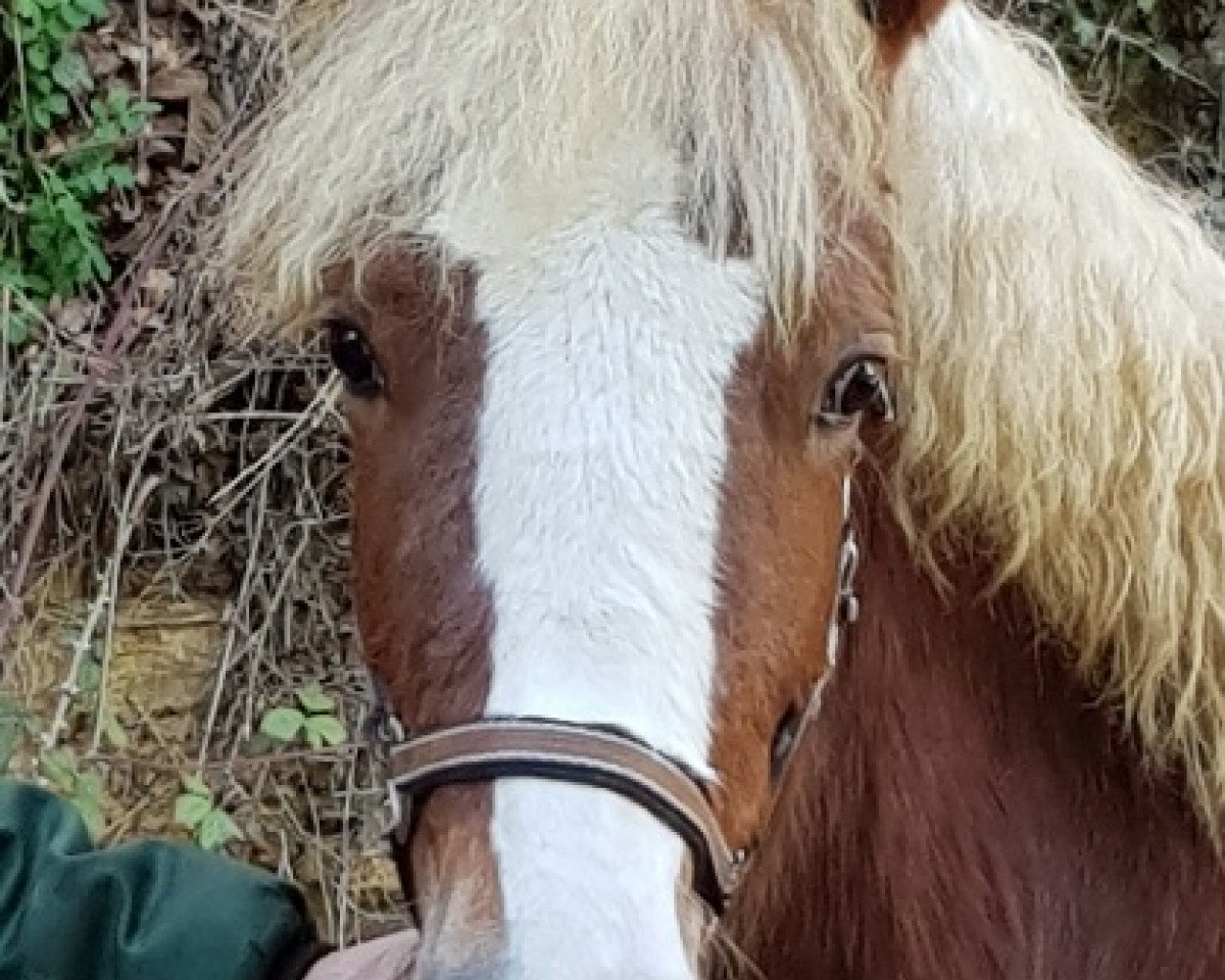 Zuchtstute First Lady (Schwarzwälder Kaltblut, 2019, von Dachsbub)