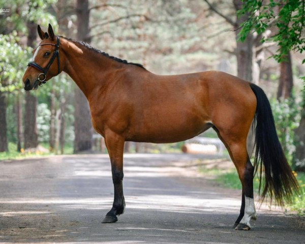 Pferd Cingarella (Lettisches Warmblut, 2015, von Chicos Son)