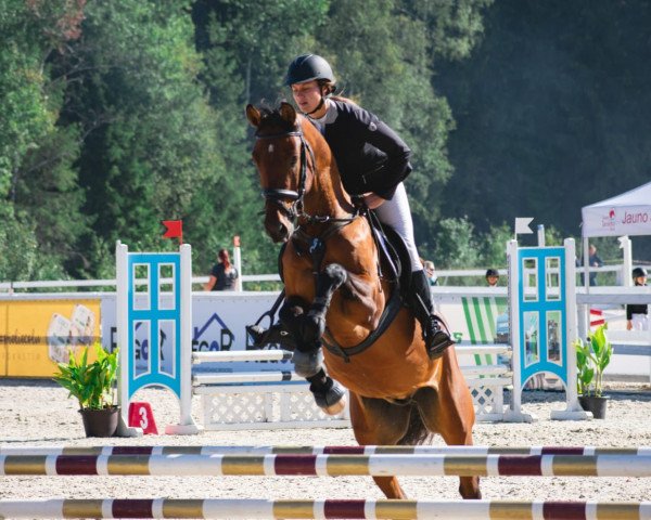Pferd Ferrum (Lettisches Warmblut, 2015, von Friscati (ex. Frascati))