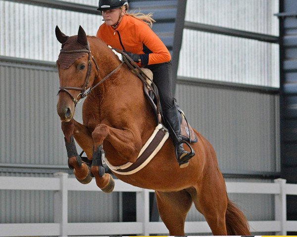 Pferd Dortmunde (Lettisches Warmblut, 2015, von Daramis)
