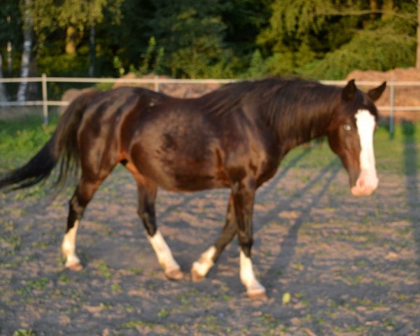 horse Tiffany (German Riding Pony, 1996, from Top Nordpol)
