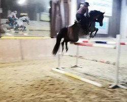 jumper Coer de Lion 2 (German Sport Horse, 2010, from Colman)