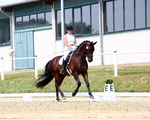 dressage horse Donovan Fh (Rhinelander, 2009, from Don Corazon)