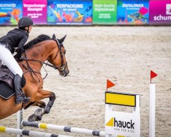 jumper Mastercard 3 (Oldenburg show jumper, 2013, from Messenger)