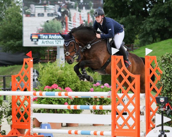 jumper Arthos (German Sport Horse, 2007, from Adlantus As FRH)