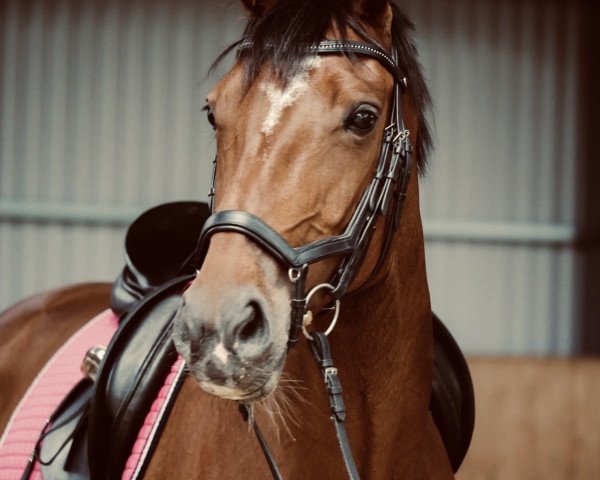 dressage horse Number Five 2 (Hanoverian, 2005, from Nobre xx)
