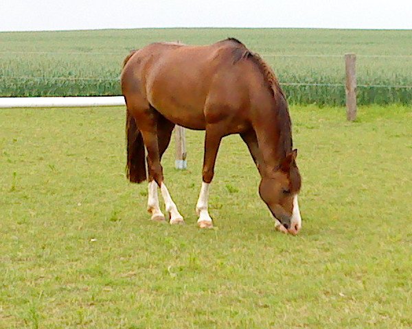 horse Koriolans Magic (German Riding Pony, 1998, from Leuth Koriolan)
