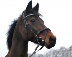 broodmare Kamee I (Holsteiner, 1995, from Ahorn Z)