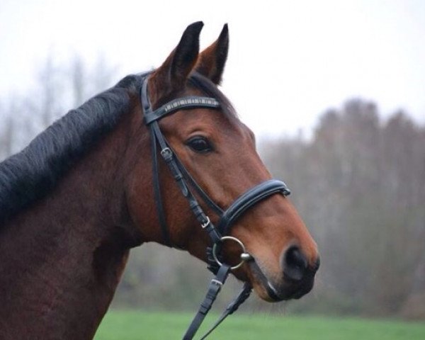 dressage horse Charisma mi' amore (Hanoverian, 2008, from Connery)