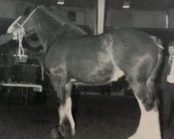 broodmare Solomon's Pearlie (Clydesdale, 1984, from Solomon's Chief) broodmare Solomon's Pearlie (Clydesdale, 1984, from Solomon's Chief)