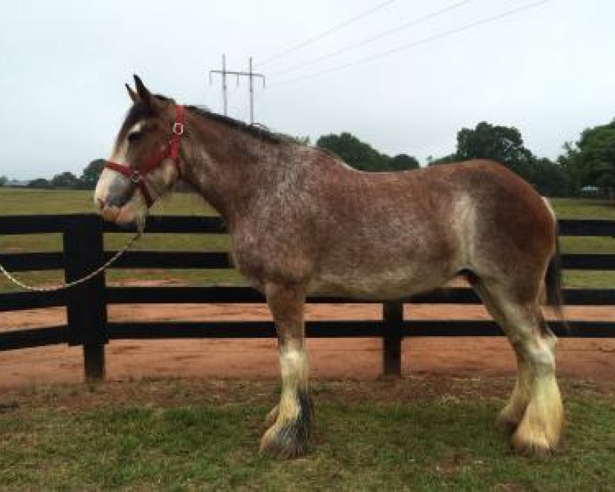Fattrice DJL Austin's Sharpay (Clydesdale, 2009, di Solomon's Austin)