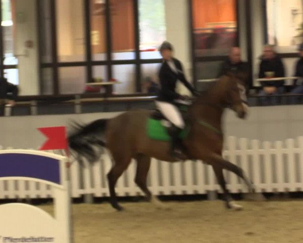 Reitturnier Münster-Handorf 2015