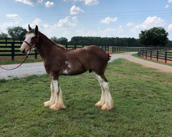 horse Classic City Captains Marvin Gaye (Clydesdale, 2018, from Zorra Highland Captain)