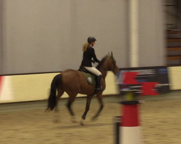 Reitturnier Münster-Handorf 2015