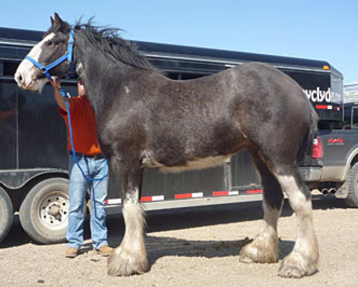 Zuchtstute Delta's Sugar (Clydesdale, 2006, von Battle River Duncan)