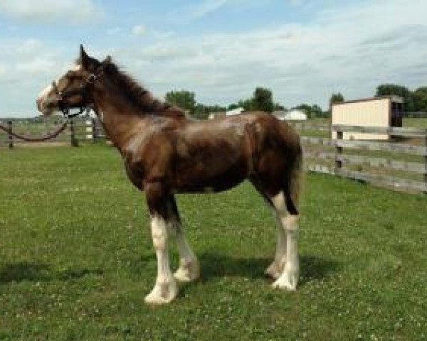 Pferd Circle F Athena (Clydesdale, 2016, von Sandy Ridge Tim) Pferd Circle F Athena (Clydesdale, 2016, von Sandy Ridge Tim)
