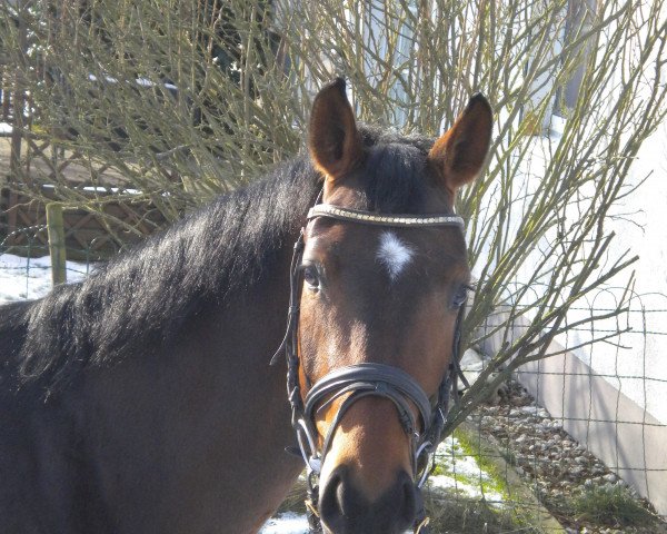 jumper Sir Stanley 12 (Oldenburg, 2006, from Sir Donnerhall I)