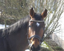 jumper Sir Stanley 12 (Oldenburg, 2006, from Sir Donnerhall I)