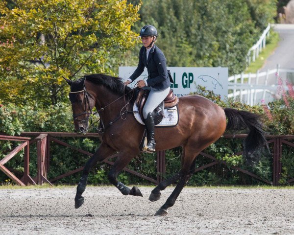 horse Into The Wind (KWPN (Royal Dutch Sporthorse), 2013, from Mtf Starpower)