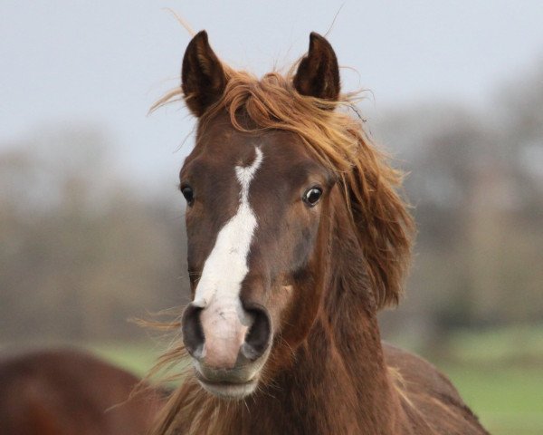 Dressurpferd Crown Copyright (Deutsches Reitpony, 2018, von Crown Charm of Royal)