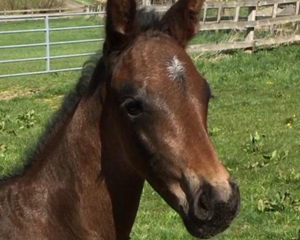 horse Don Rimini (Oldenburg, 2019, from De Niro Gold 3)