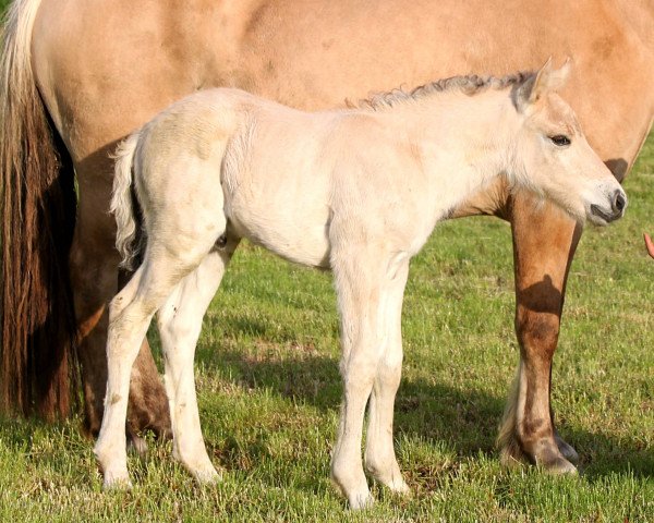 horse Kjetil (Fjord Horse, 2015, from Kelvin)