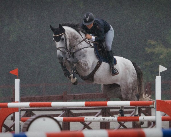 Springpferd Graversgaards Banda Api (Dänisches Warmblut, 2009, von Churchill)